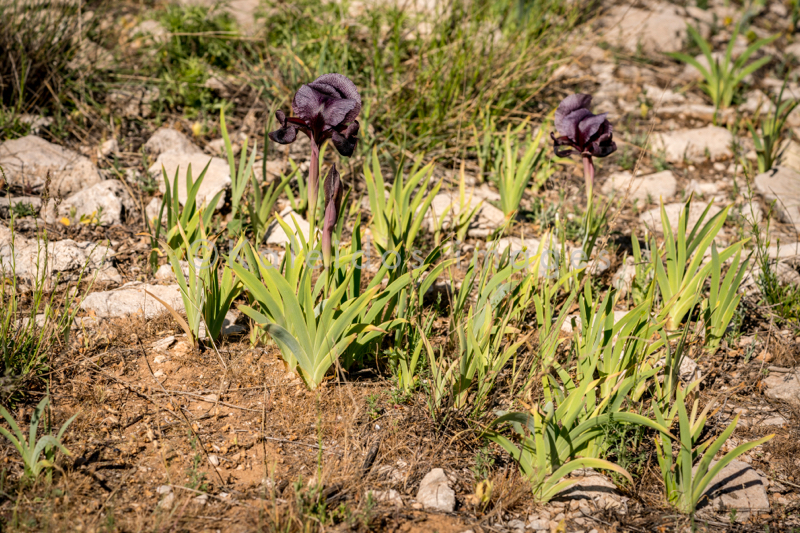 Al Arz;Iris;Iris Cedreti;Kaleidos;Kaleidos images;Lebanon;Middle East;Near East;Proche Orient;Tarek Charara;Flowers;Endemic;Endangered species;Endemic species;Critically endangered;Critically endangered species